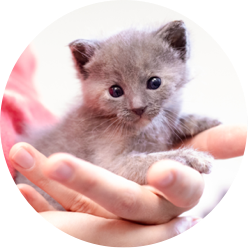 https://www.austinpetsalive.org/uploads/thumbnails/Neonatal-kitten_program_thumb.png