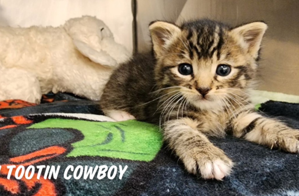 Neontae kitten fosters