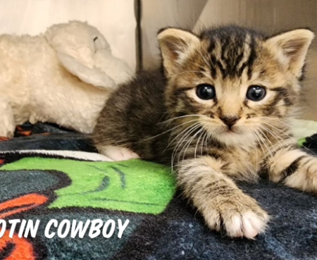 Neontae kitten fosters