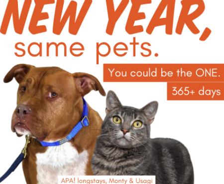 New Year Same Pets Blog Banner1