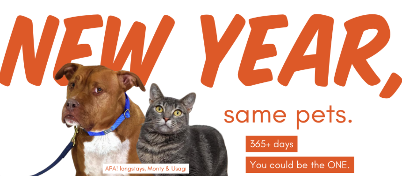 New Year Same Pets Blog Banner3