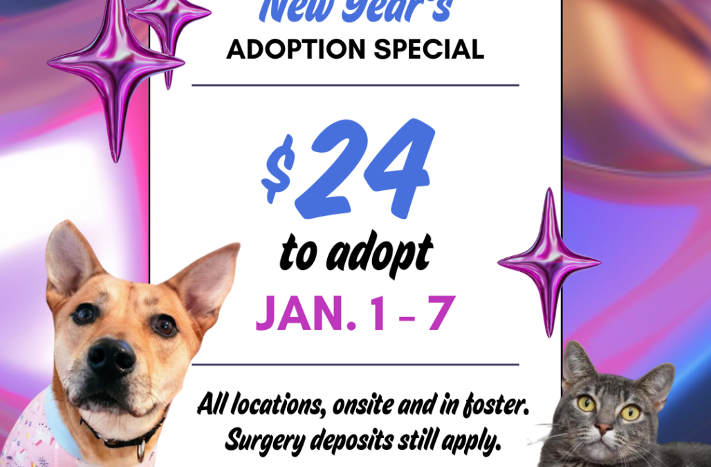 New Years Adoption Special Instagram Post