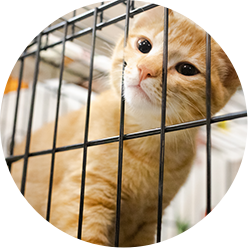 Openshelter Catfoster Icon