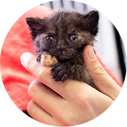 Orphankitten Impact Icon