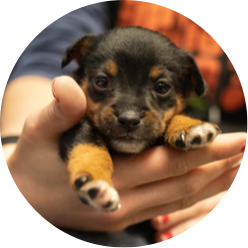 https://www.austinpetsalive.org/uploads/thumbnails/parvo-puppy-icu_program_thumb.png