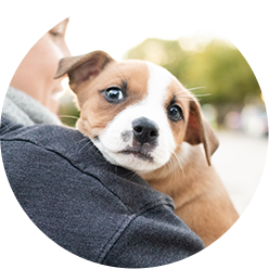 Parvopuppy Impact Icon