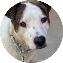 P.A.S.S. Program Thumb