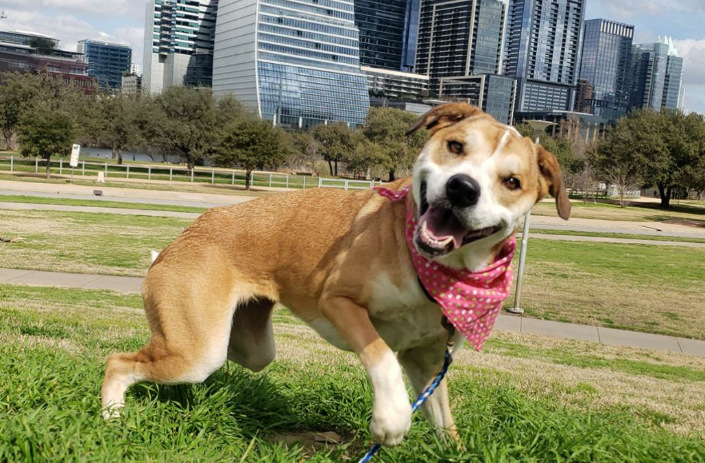 Photo Alva with downtown austin Photo Credit to Karen Hardwick