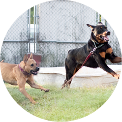 Playgroups Impact Icon