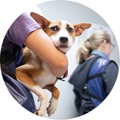 Recovery Foster Icon