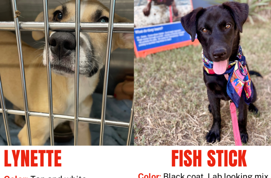 Red Photo Missing Dog Ad Flyer2