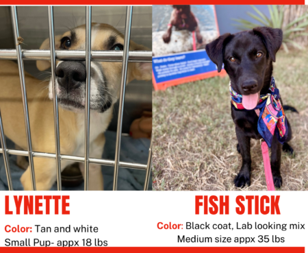 Red Photo Missing Dog Ad Flyer2