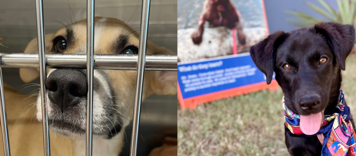 Red Photo Missing Dog Ad Flyer