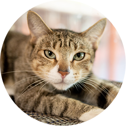 Ringworm Impact Icon