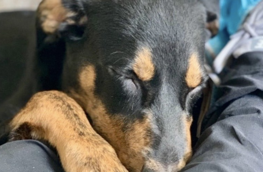 Screen Shot 2021 11 02 at 10 44 17 AM