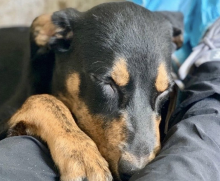 Screen Shot 2021 11 02 at 10 44 17 AM