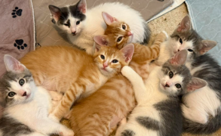 Screenshot 2025 05 08 12 33 29 PM1