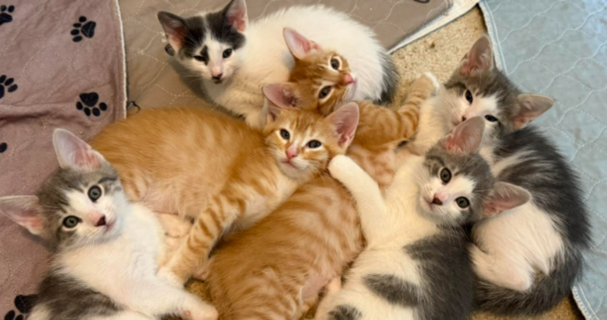 Screenshot 2025 05 08 12 33 29 PM1