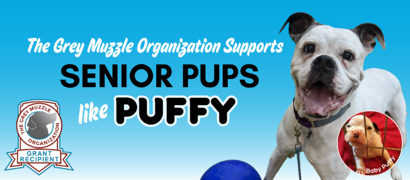 The Grey Muzzle Organization Grant Recipient
