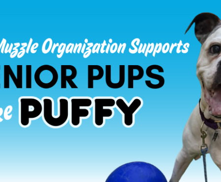 The Grey Muzzle Organization Grant Recipient