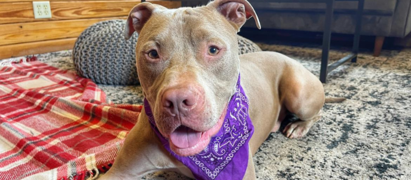 Thinking Outside the Shelter Walls