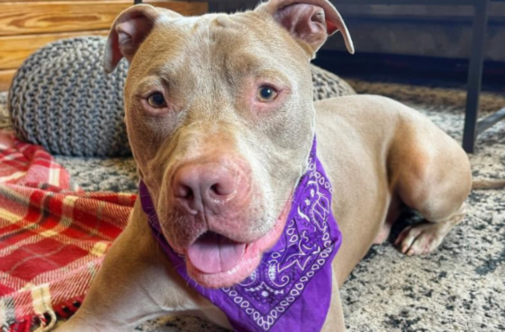 Thinking Outside the Shelter Walls