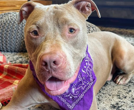 Thinking Outside the Shelter Walls