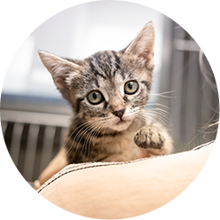 Tooyoung Foster Icon