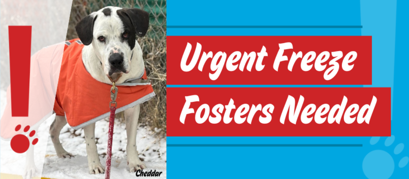 Urgent cold weather blog banner