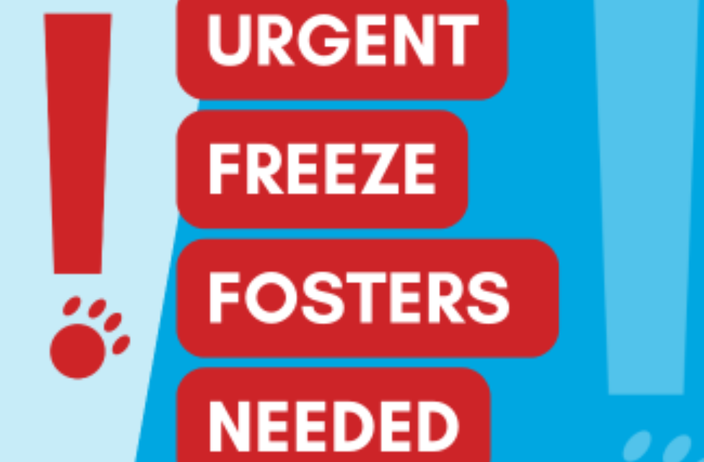 Urgent cold weather foster please blog thumbnail