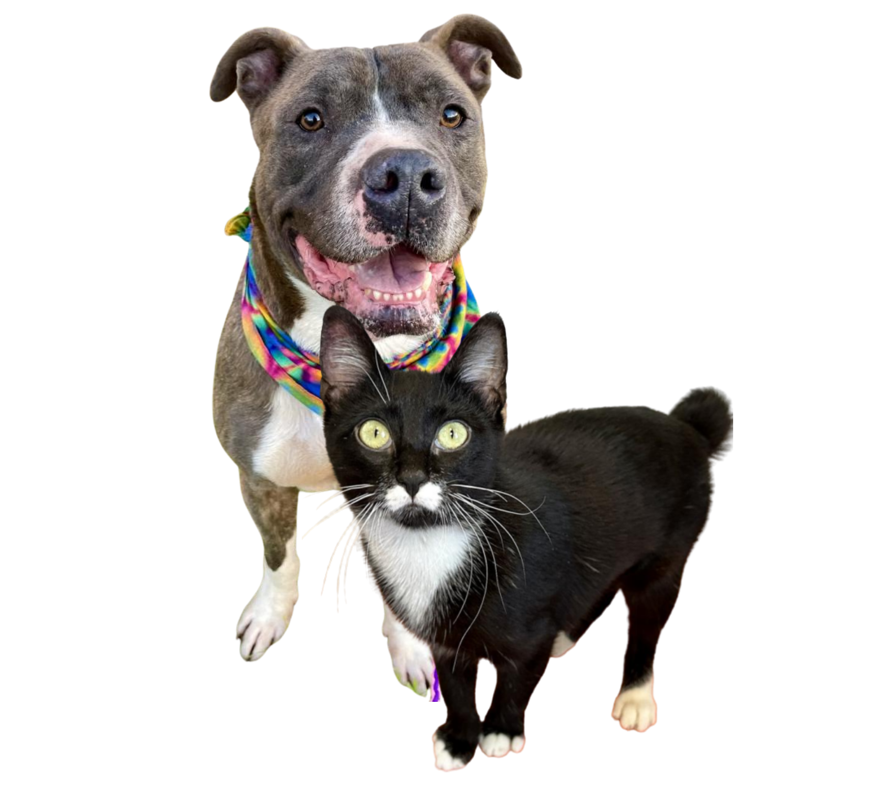 Volunteer Page Image 1728 x 1546 px